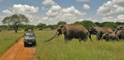 Elephants approaching van Tarangire