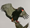 Bateleur Eagle with wings spread