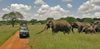 Elephants approaching van in Tarangire